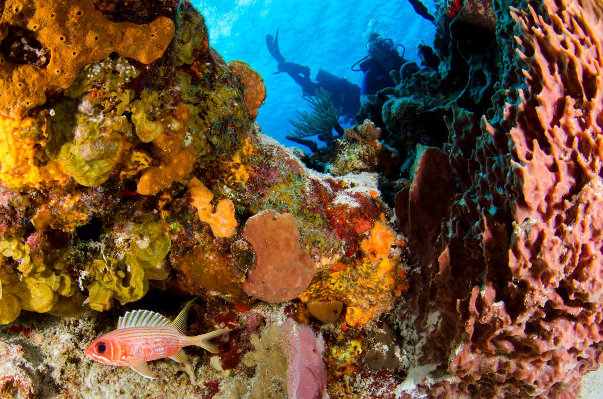 Andaman scuba diving Havelock Island coral reef