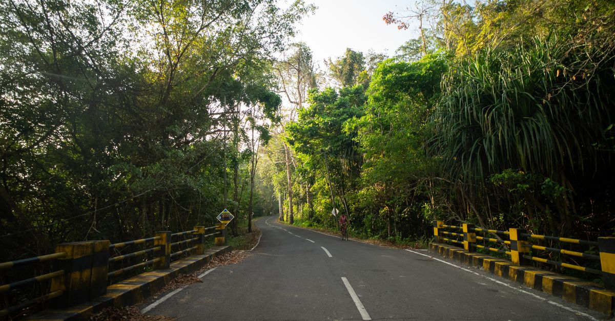 Forest-lined island road near our Port Blair team's office in the Andaman & Nicobar Islands
