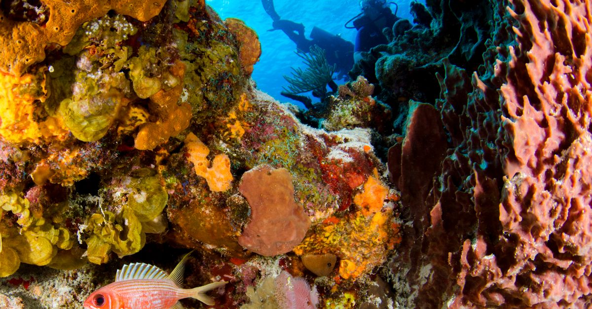 Scuba diving in Andaman coral reef divers