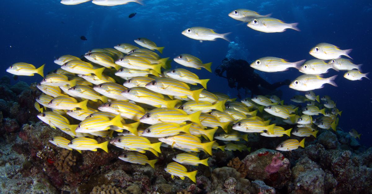Scuba diving Andaman school of fish underwater